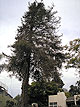 This project start to finish shows a dramatic transformation from the demolition and cleanup, to the finished landscape.  Here a large Redwood is being demoed to make room for a new landscape design.