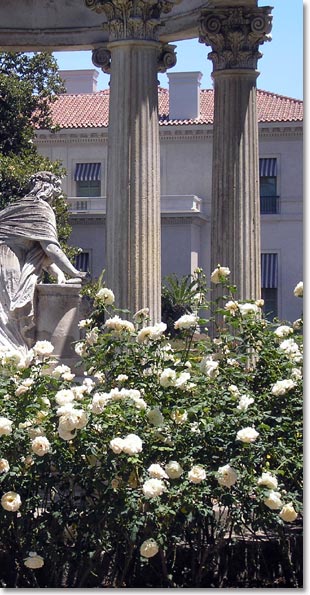 Iceberg roses in estate setting