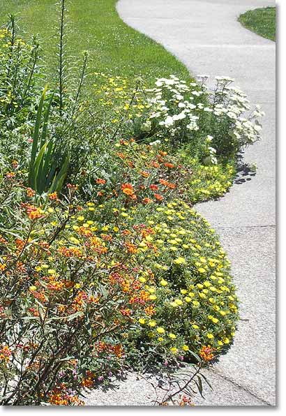 Annuals and perennials along a walkway add color and texture to the landscape year around