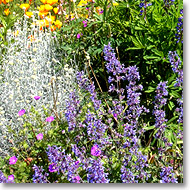 assorted perennials and annuals for color in the garden