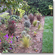 New plantings with lights and irrigation
