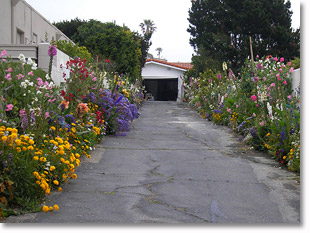 sustainable perennials and annuals for color year round