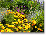 perennials and color and drought tolerant plantings