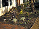 Drought tolerant plantings